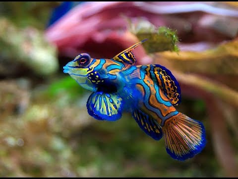 Facts: The Mandarinfish