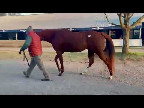 Keeneland November - HIP 2850 - Ms Meshak