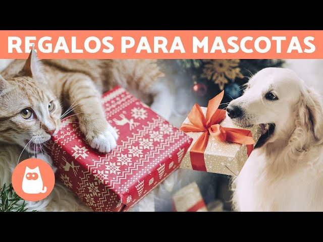 Vídeo relacionado con Only faith Collar de gatos y Perro para mujer Acero Inoxidable mascotas. Con caja de regalo. Regalo para amantes de mascotas Perro y Gatos (Mascotas Dorado)