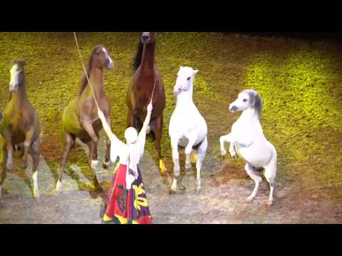 Freiheitsdressur bei Apassionata | Gefährten des Lichts - Pferdeshow 2018