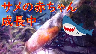 サメの赤ちゃん成長中です☆彡