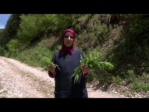 Čudesni svijet biljaka - VRBOVICA