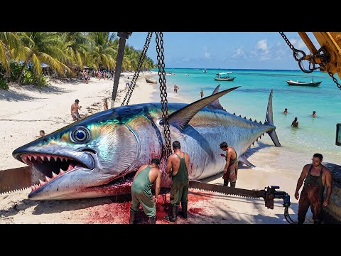 How Fishermen Catch the 1,500KG Bluefin Tuna   Deep Ocean Documentary