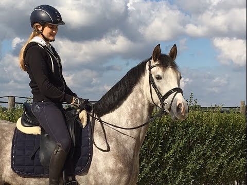 DR, Schimmelwallach v Gr. My Ken x The Braes My Mobility *2011, 147cm