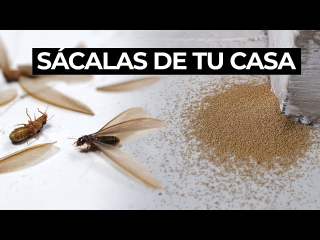 Vídeo relacionado con Yizhet Cedro Antipolillas Natural, 51 Piezas Madera de Cedro contra Las Polillas Bolas de Cedro Aromático Protección Antipolillas para Armarios Cajones Ropa
