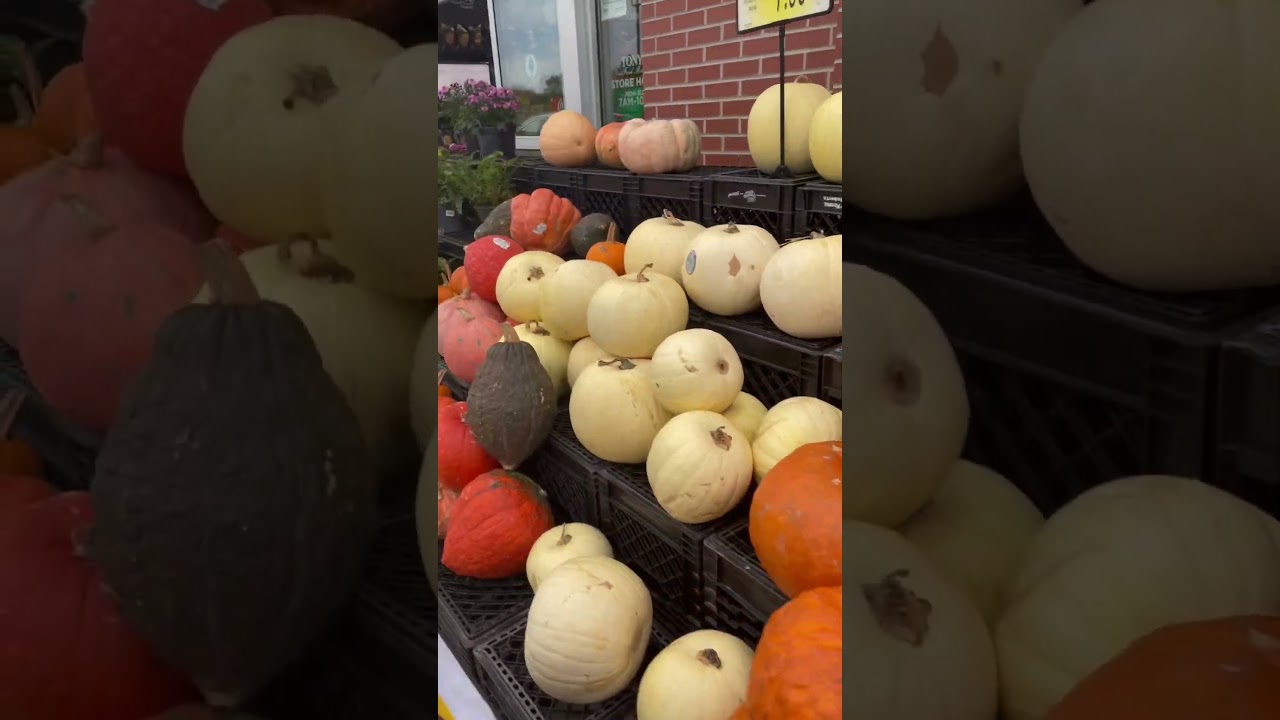 A lot of pumpkins #pumpkin #fall #flowers #amazing