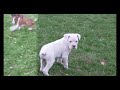 Boxer dogs for sale: Alex - Video 1