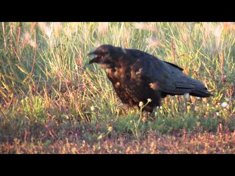 "American Crow" call /  cawing - at Regina, SK Canada Sept 7, 2014