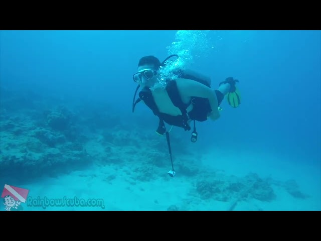Diver and Hawaiian green sea turtle encounter near coral at Kewalo Pipe Reef, Honolulu