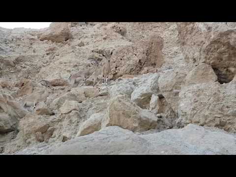 Nubian ibex in Ein Gedi Israel