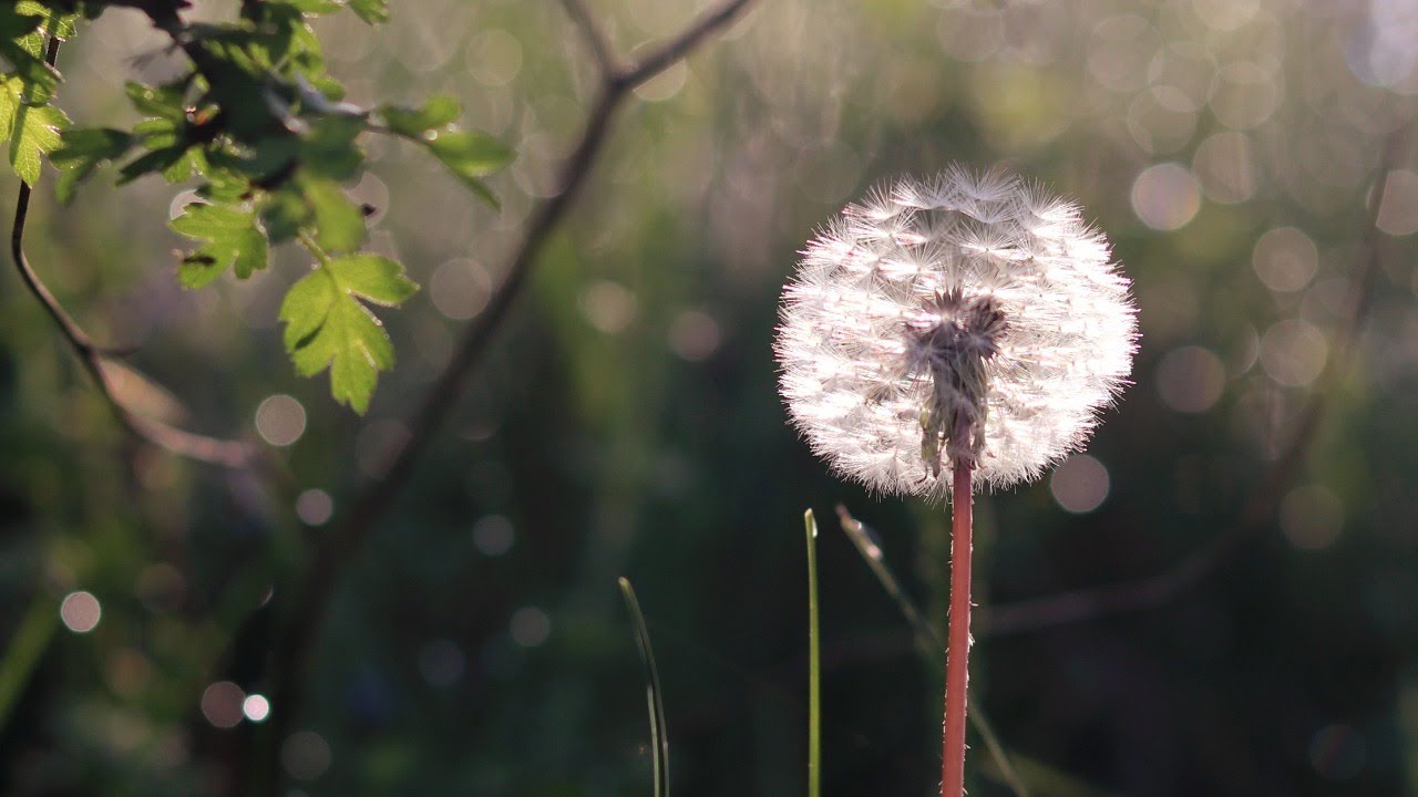 23.5.2021. У 21:30, УЖИВО МОЛИТВА И РАЗГОВОР СА О. ДЕЈАНОМ КРСТИЋЕМ