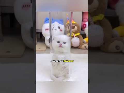 🐱 Mandi Air Manggis, Semua Anak Kucing Langsung Menempel! 😍 #shortvideo