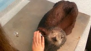 Meet a Sea Otter In New Audubon Aquarium Experience