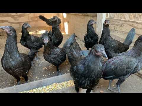 Black McRae Pullets