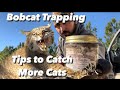 Bobcat Trapping - Pro Tips to Catch More Cats