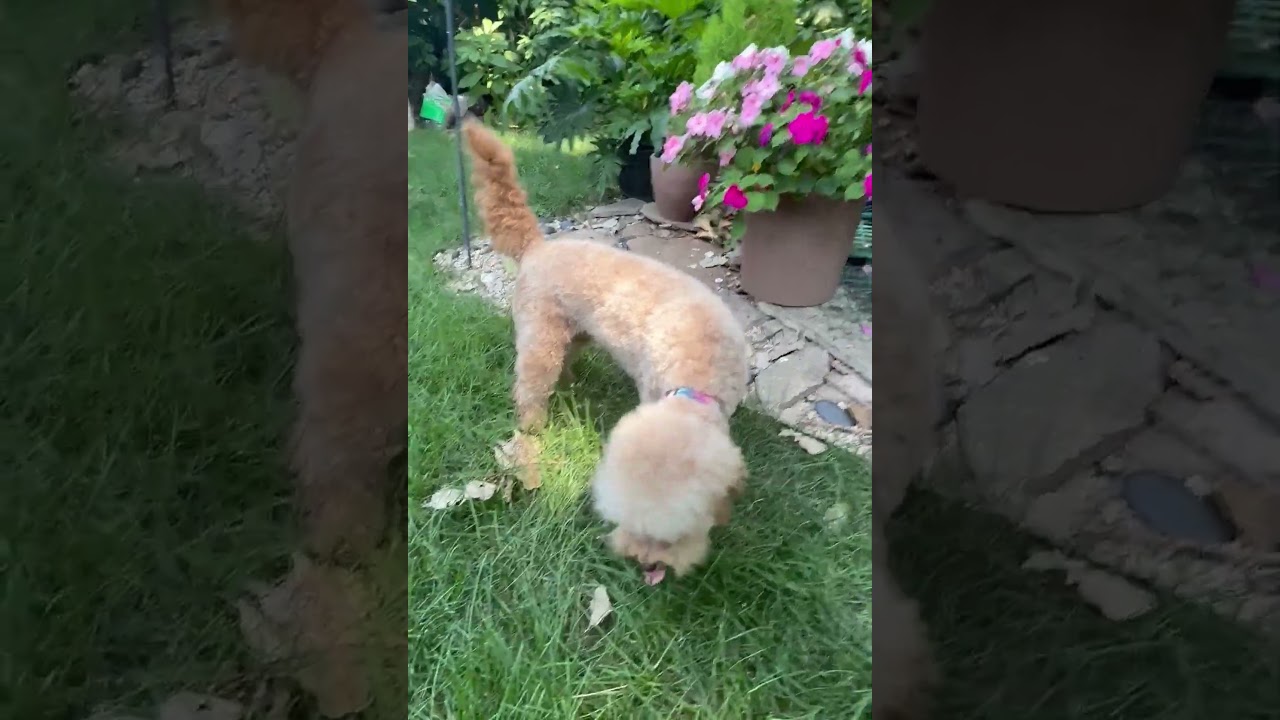Holly - IL, a ADOPTABLE mixed breed in Cicero, IL video 4/4