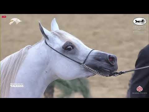 N.180 SAHEE AL NASSER - 9th Qatar National AHS for Individual Owners - Colts 3 Years Old (Class ...
