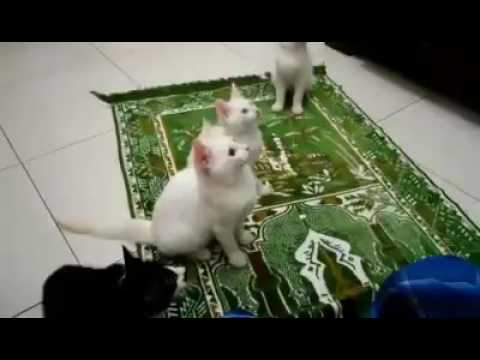 Amazing video for cats vird kalma pak LA ilaha ilallah