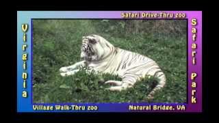 preview picture of video 'Tigers Giraffe Virginia Safari Park  Drive Thru Safari Z00  Natural Bridge Virginia'