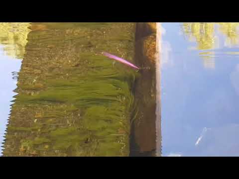 Handmade Trolls trolling wobbler in the water