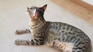 Savannah Kitten von Xuxu und Armani