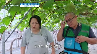 [열정 여왕과 내조 왕의 포도 농장] 물바다가 된 하우스