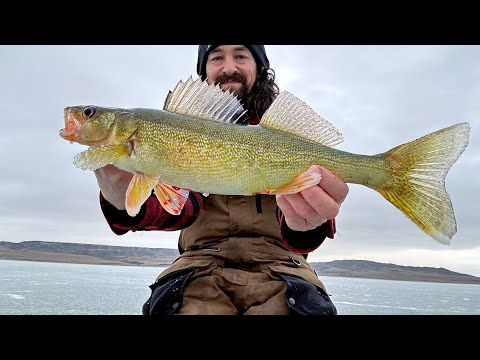 Diefenbaker Walleye's Ice Fishing CHEAP Glide Baits