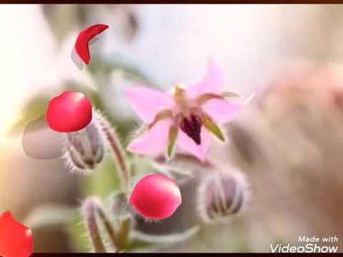 MACIEJ KOSSOWSKI  - Z Cyganami W Swiat(winy).