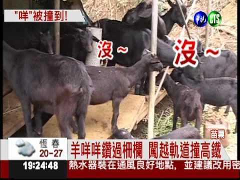 羊咩咩闖禍被撞 高鐵誤點十多分!