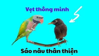 490🦜. Today's activities of the talking parrot family