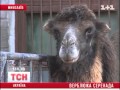 В Николаевском зоопарке запел верблюд 