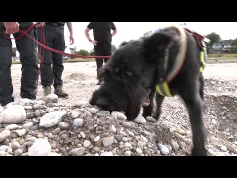 Sniffer dogs trained to unearth ancient bones