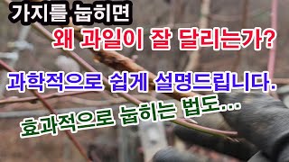 가지를 눕히면 왜 과일이 잘 달리는가? 과학적으로 쉽게 설명 드립니다. 효과적으로 눕히는 방법도 안내합니다.…