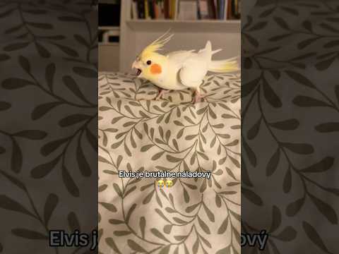 Elvisova PRAVÁ TVÁR😡😡