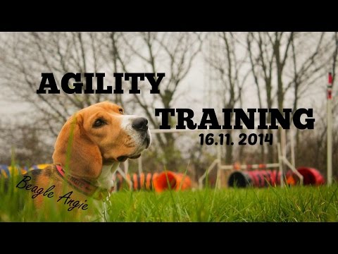 Agility training, 16 11  2014 - Grandma and friend with Angie!