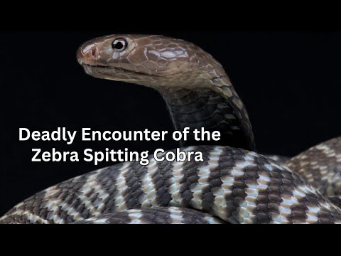 Deadly Encounter: Secrets of the Zebra Spitting Cobra 🐍