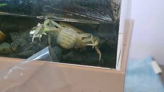 [問題] 澤蟹抱卵處理方式