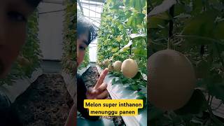 Download lagu jika ingin sukses bertanu melon harus punya ilmu sabar & konsisten #petanimelon #petanimilenial mp3