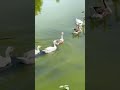 Ducks Quacking