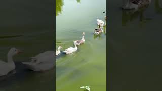 Download lagu Ducks quacking mp3