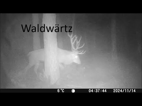 Sehr geisterhaft im dunklen Wald - mit der Wildkamera unterwegs