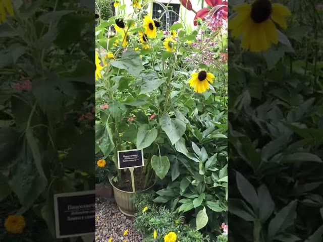 Стандарт поставки видео №1 Подсолнечник F1 Лонгест Саммер