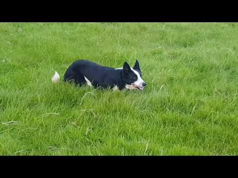 Video of Bob working the flock