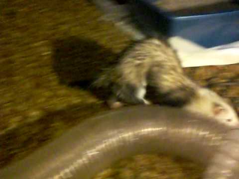 Willow is limping again