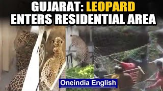 Leopard enters residential area in Gujarat's Dahod, creates panic: watch | Oneindia News