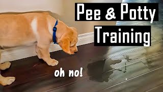 How to Pee and Potty Train your Puppy at Home | How I Did it (You will Thank Me for This)
