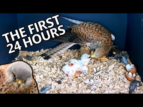 The First 24 Hours of a Kestrel Chick's Life
