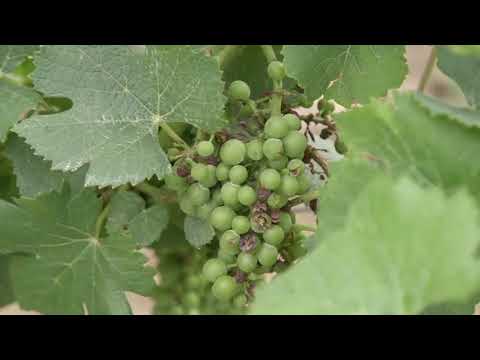 Obilne kiše pogoduju razvoju bolesti u zasadima šljive, vinove loze i jabuke