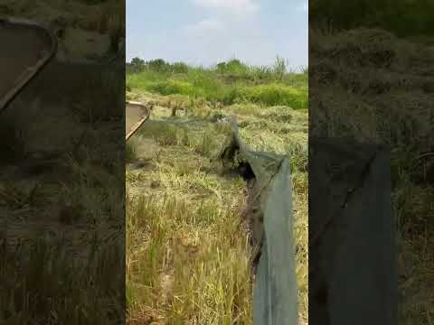 โคตรเยอะเลยหนู