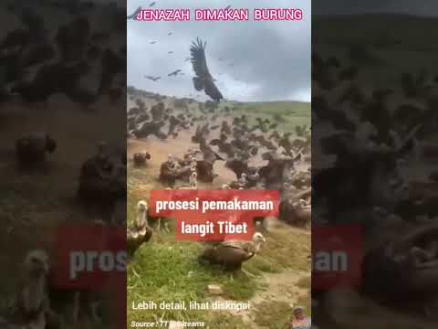 PEMAKAMAN LANGIT TIBET, JENAZAH DIMAKAN BURUNG #shorts #pemakaman #langit #tibet #dimakan #burung